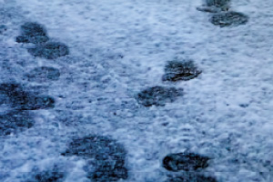雪の日の足あと